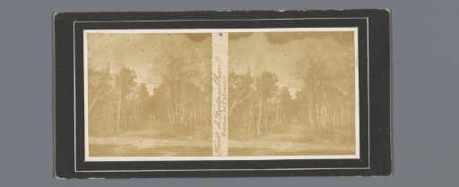View of a forest path in the Forêt de Fontainebleau