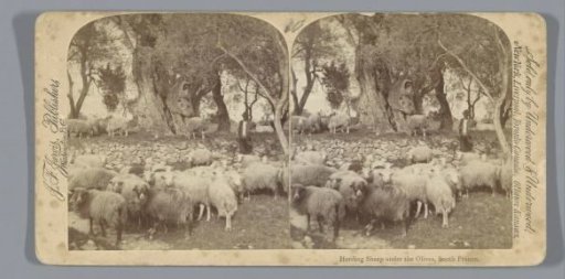 Shepherd with a flock of sheep in Southern France