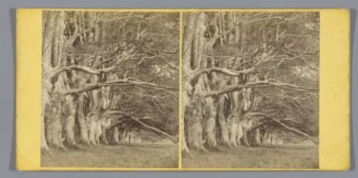 Trees along the Dhu Loch Avenue near Inveraray