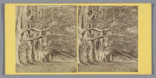 Trees along the Dhu Loch Avenue near Inveraray