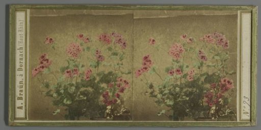 Flowers in a pot