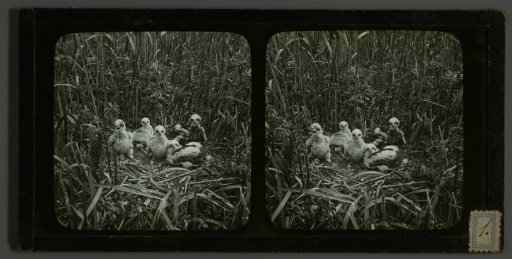 Young birds of prey on a nest