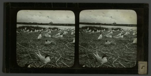 Breeding colony of terns