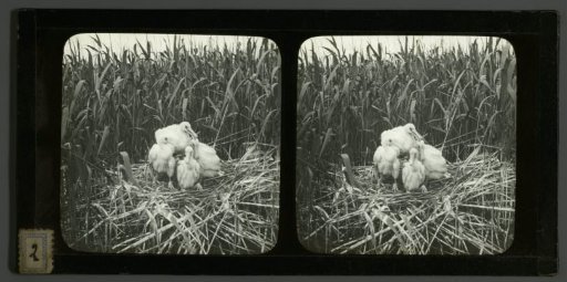 Four young spoonbills on a nest