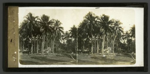 View of a forest with dwellings in Java