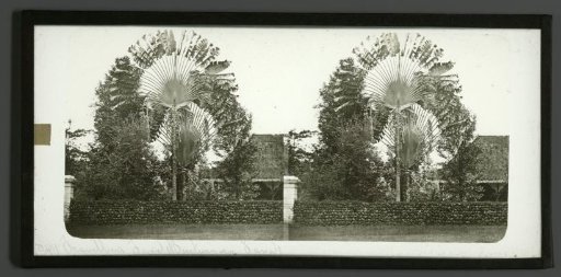 View of the Traveller's Tree in Bogor, West Java