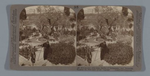 Franciscan monk tending to the plants in the Garden of Gethsemane, Jerusalem