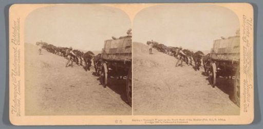View of a transport wagon being pulled up a slope with cattle