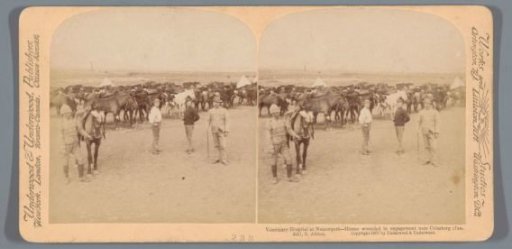 Veterinary hospital at a British military camp at Naauwpoort in South Africa