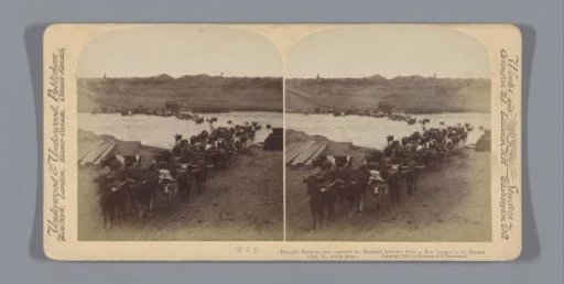 Herd of cattle captured from the Boers by the British at the Modder River, South Africa