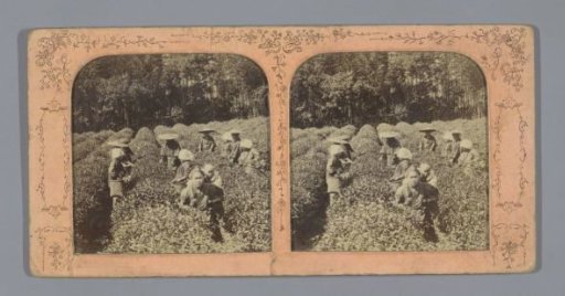 Women on a Plantation in Southeast Asia