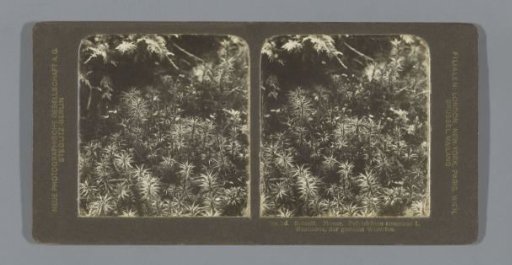Common hair moss (Polytrichum commune)