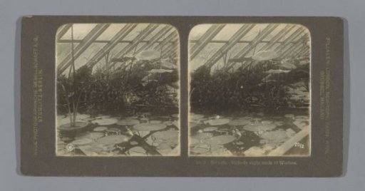 Greenhouse with Victoria regia in a pond