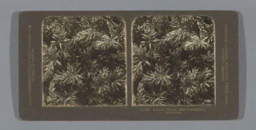 Wavy star moss (Mnium undulatum)
