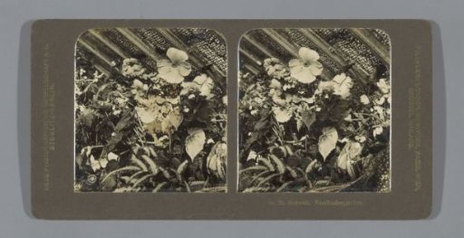 Begonias