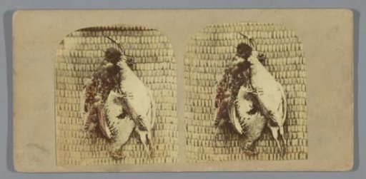 Hunting trophy with poultry