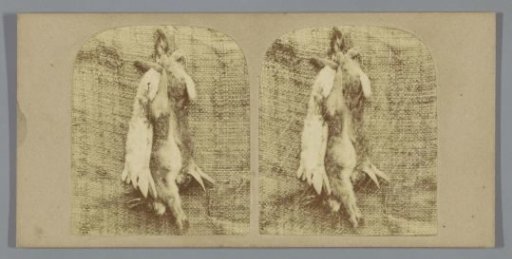 Hunting trophy with rabbits