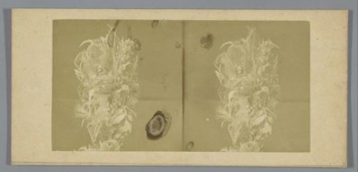 Still life with dried flowers