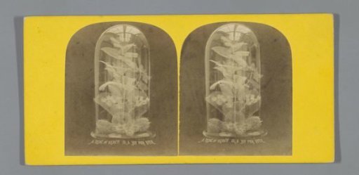 Still life with dried plants in a bell jar