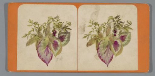 Still life with leaves of plants