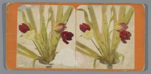 Still life with tulips