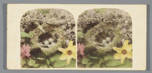 Nest with eggs among flowers
