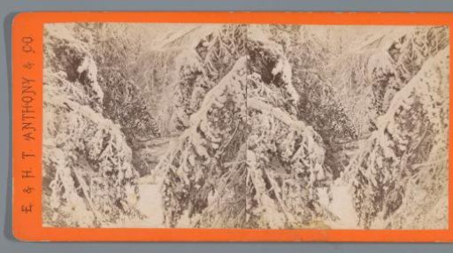Snow-covered trees on Goat Island