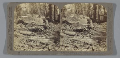 Woodcutters in Converse Basin, California