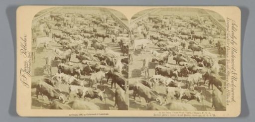 View of cattle from the Union Stock Yard & Transit Company in Chicago