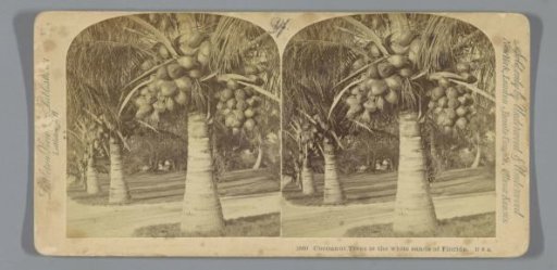 Palm trees in Florida