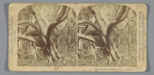 Rubber tree in Florida