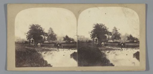 Cows in a landscape with water