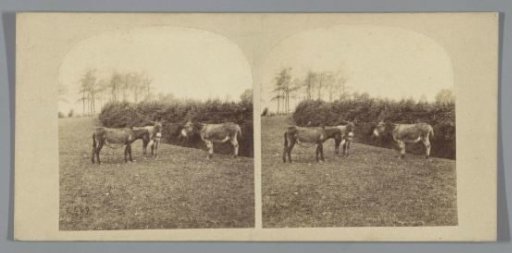 Donkeys in a meadow