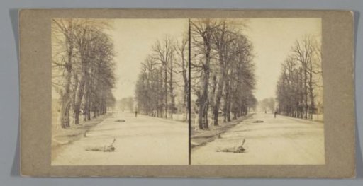 Avenue surrounded by tall trees, with bundles of branches