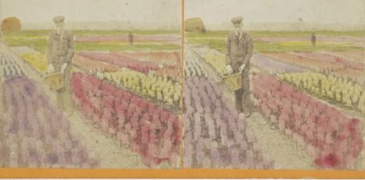 View of a flower bulb field in the Bollenstreek