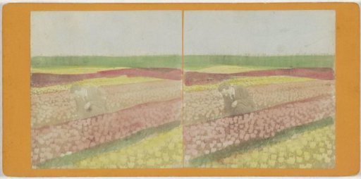View of a flower bulb field in the Bollenstreek