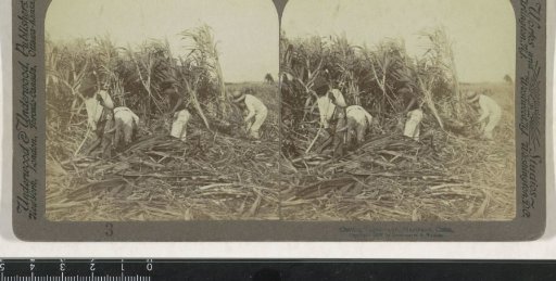 Field workers harvesting sugarcane in Marianao, Havana