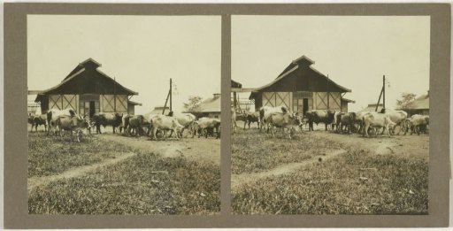 Stray cows on a yard, possibly in Borneo, Indonesia