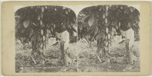 Cocoa picker and cocoa tree in Jamaica