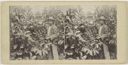 Man among coffee plants