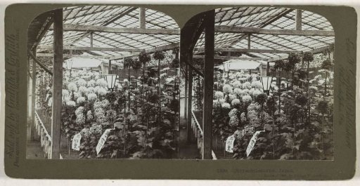 Greenhouse with chrysanthemums in Japan