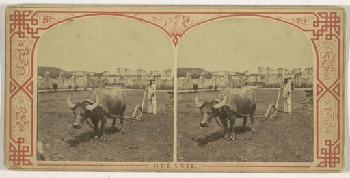 Buffalo on a Field in Oceania