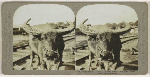 Water buffalo in the Philippines