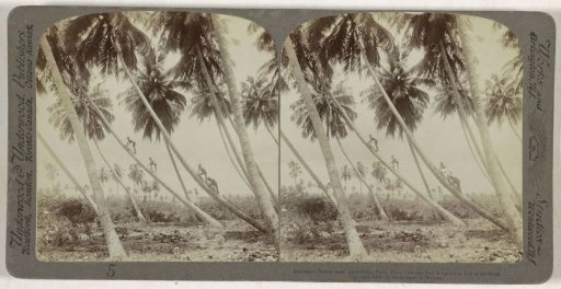 Coconut pickers near Aguadilla, Puerto Rico