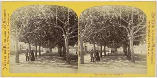 Promenade under a row of trees in Wiesbaden, Germany