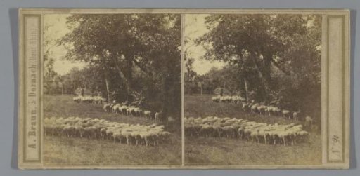 Shepherd with a flock of sheep on a meadow, possibly in Germany