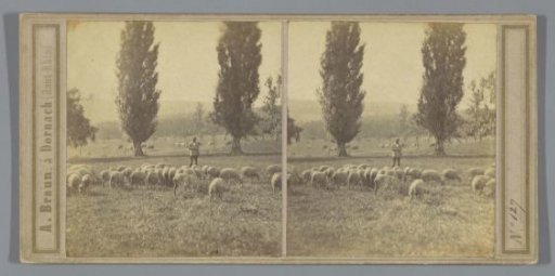 Shepherd with a flock of sheep on a meadow, possibly in Germany