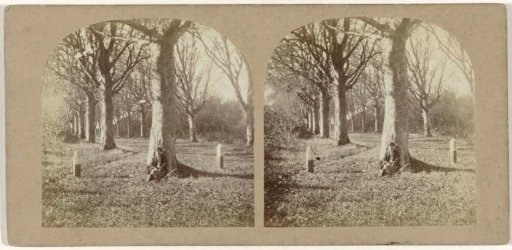 Man sitting against a tree in the forest