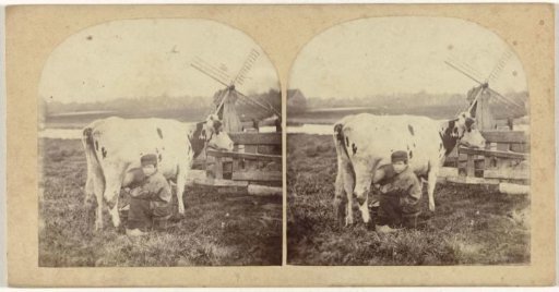 Boy milking a cow in Krommenie