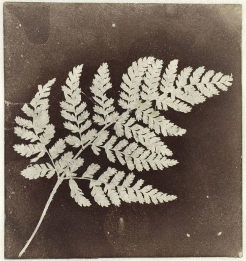 Fern leaf